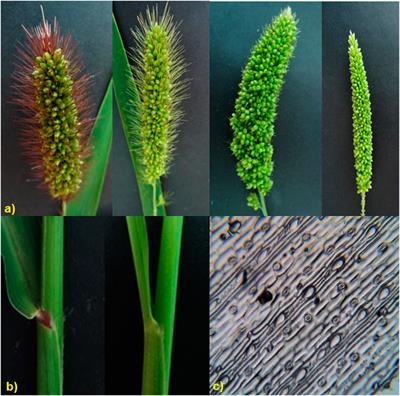 Molecular genetics and phenotypic assessment of foxtail millet (Setaria italica (L.) P. Beauv.) landraces revealed remarkable variability of morpho-physiological, yield, and yield‐related traits
